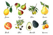 Fruits food illustrations. Watercolor and ink sketches. Lemon, fig, plum, peach, avocado. 