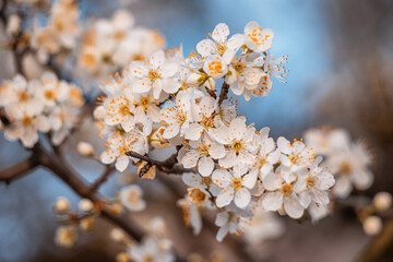 beauty of spring is captured in the close-up of the cherry blossom, its soft petals unfolding in the warm sunlight.