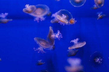 Wall Mural - underwater photos of Mediterranean jellyfish, Cotylorhiza tuberculata