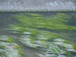 川と藻類。東京の河川。