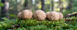 Round white truffles group on green glade in wild wood closeup. Delicatessen mushroom hunt in forest bokeh effect. Finding gourmet food.
