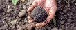 Man hand holds just found black truffles in wild forest closeup. Mushrooms hunter shows expensive loot in wood. Gathering delicatessen fungi.