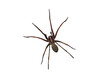 Giant house spider (Eratigena atrica) is a non-venomous species of spider from the funnel-web spider family living in Europe - on isolated transparent background.