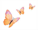 Fototapeta Motyle - orange butterfly.eps