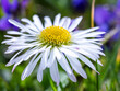 A daisy flower(Bellis perennis it is sometimes qualified or known as common daisy, lawn daisy or English daisy.) on a green lawn on which violets bloom profusely. Spring scene in a macro lens shot.