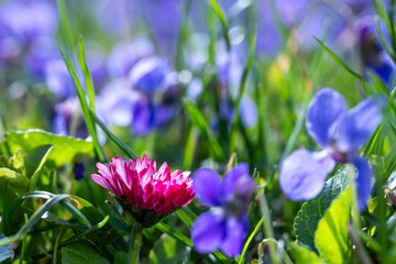 Wall Mural - A pink daisy flower(Bellis perennis it is sometimes qualified or known as common daisy, lawn daisy or English daisy) on a green lawn on which violets bloom profusely. Spring scene in a macro lens shot