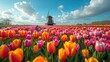 sprawling field of tulips, with a wooden windmill in the distance