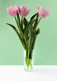 Fototapeta Storczyk - pretty colorful tulips as spring flowers close up
