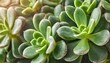 crassula ovata commonly known as jade plant lucky plant money plant or money tree macro closeup abstract floral background