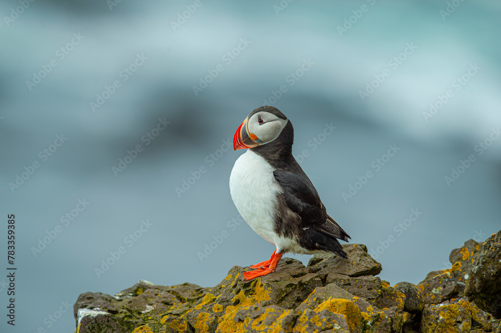 Atlantic puffin (Fratercula arctica), also known as the common puffin ...