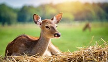 Deer In The Meadow A Calf Lying On The Straw Farm With The Gentle Rays Of The Sun Streaming In