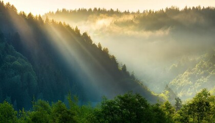 Wall Mural - highres panoramic background of green forest with sunbeams through morning fog