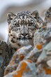 Snow Leopard Stalking Through Rocky Terrain.