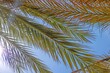 Image of branched palm leaves from the ground perspective against a blue sky
