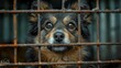 A dog locked in a cage in a scene of confinement and sadness. Dog expressing sadness in a mix of anxiety and resignation.