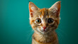 Curious Kitten on a Green Canvas
