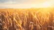 golden wheat field bathed in warm light of rising sun idyllic rural landscape