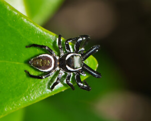 Wall Mural - Jumping spider (Messua limbata) arachnid on green leaf, insect nature Springtime pest control dorsal macro, Houston TX USA.