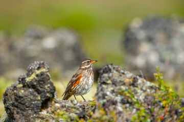 Redwing (Turdus iliacus) photographed in Iceland