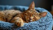 Cat Sleeping in Blue Pet Bed