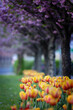 Wiosenne tulipany, sezon wiosenny,  czerwone, żółte i białe kwiaty, widok na miasto Bielsko-Biała,