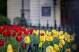 Fototapeta  - Wiosenne tulipany, sezon wiosenny,  czerwone, żółte i białe kwiaty, widok na miasto Bielsko-Biała,