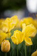 Wiosenne tulipany, sezon wiosenny,  żółte kwiaty, 