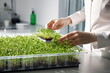 Woman wearing transparent gloves seddiing microgreen in plastic box. Woman is in a white modern kitchen