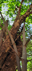 Wall Mural - tree in the forest