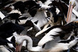A flock of Australian Pelicans battling for food