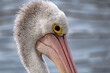 Portrait of an Australian Pelican - 2