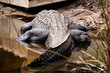 A large Crocodile resting at a riverbank