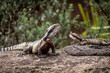 Bearded Dragon lizards in the Australian bush