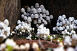 A Cluster of Frosty Bonnet Mushrooms - 3