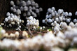 A Cluster of Frosty Bonnet Mushrooms - 2