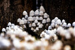 A Cluster of Frosty Bonnet Mushrooms - 1