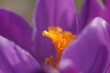 Krokus mit schöner violetter Blüte und Staubfäden