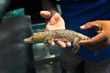 Fototapeta Kwiaty - Little baby crocodile held in hand.