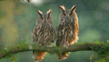 Beautiful Long Eared Owl Asio Otus Adult En Juvenile Sitting On A Branch In Gelderland In The Netherlands