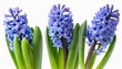 three blue flowers hyacinthes with green leaves in png isolated on transparent background