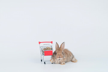 Wall Mural - Healthy lovely little rabbit bunny sitting beside small shopping cart with cookie carrot over isolated white background. Adorable baby rabbit brown bunny playful shopping cart. Symbol of easter day.