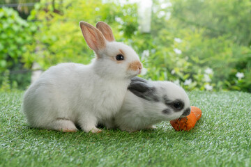 Wall Mural - Two adorable baby rabbit bunny eating fresh orange carrot sitting together on green grass over bokeh nature background. Little rabbit furry bunny eat fresh carrot. Easter animals family bunny concept.