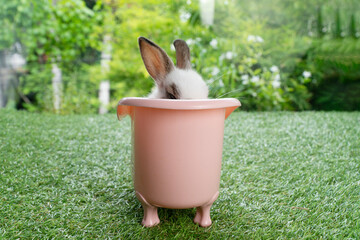 Lovely rabbit baby bunny sitting in pink bathtub on green grass over bokeh nature background. Cuddly little rabbit brown bunny in white tub looking at something on meadow green background. Easter