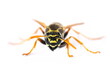 European wasp, Polistes associus, isolated on white background, side view	