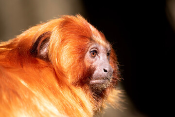 Wall Mural - the golden lion tamarin South America primates with a magnificent reddish-gold coat and a long, backswept mane.