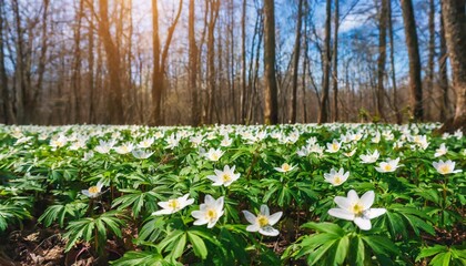 Wall Mural - first green plants in the spring forest colorful morning scene of woodland glade in march with white anemone flowers beautiful floral background