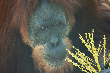 Wall Mural - Orangutans are the largest arboreal mammal, spending most of their time in trees. Long, powerful arms and grasping hands and feet allow them to move through the branches.