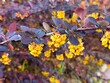 Berberys Thunberga, group of beautiful small yellow petal flowers in bloom, purple reddish leaves.
