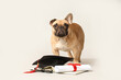 Cute French Bulldog with mortar board, diploma, book and eyeglasses on grey background