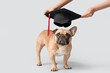 Cute French Bulldog and female hands with mortar board on grey background